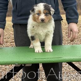 Girl 2 - Blue merle female Australian Shepherd puppy in Lowell, Indiana from Bearfoot Aussies and Tollers