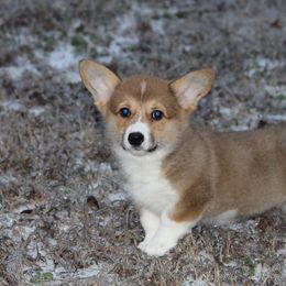 Pembroke Welsh Corgi Puppies from Elderwood Farms