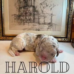 Harold - Chocolate merle male Bernedoodle puppy in Julian, Pennsylvania from Happy Valley Doodles