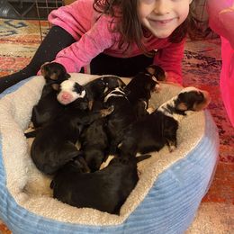 Australian Labradoodle, Bernedoodle, and Cockapoo Puppies from Dream Doodles and Cockapoos