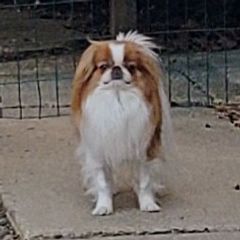 Mike - Japanese Chin