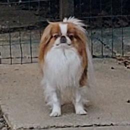 Mike - Japanese Chin