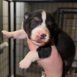 Brooks - Black tri-color male Australian Shepherd puppy in Anniston, Alabama from All Hale Aussies