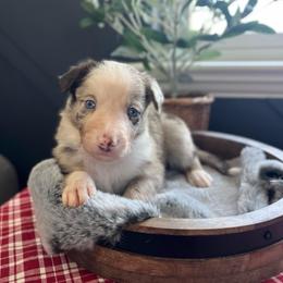Tortellini - White and red merle female Bordoodle puppy in Valley Center, California from Circle R Valley Bordoodls