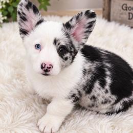KC - Blue merle and white female Cardigan Welsh Corgi puppy in Kerens, West Virginia from Leather & Lace