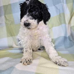 Boy 2 - Parti male Goldendoodle puppy in La Junta, Colorado from Double J’s Doodles