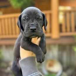 Bronco - Black male Great Dane puppy in Beulah, Michigan from Northwood Euro Danes and Bassets