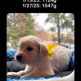 Girl 3rd pick - Golden Retriever puppy from Socalretrievers