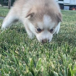 Pomsky Puppies from Promise Land Pomskies