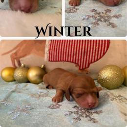 Girl 1 - Cream female Dachshund puppy in Saint Paul, Minnesota from Vibrant Eyes Doxies