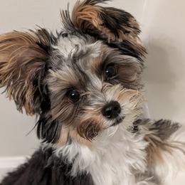 Teddy - Biewer Terrier