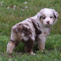 Aspen beautiful blue eyes - Red merle female Australian Shepherd puppy in Cookeville, Tennessee from Spring Creek Aussies
