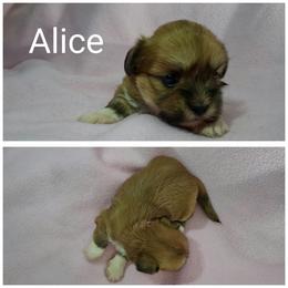 Alice - Red gold female Lhasa Apso puppy in Cincinnati, Ohio from Shangri-La Lhasa Apsos