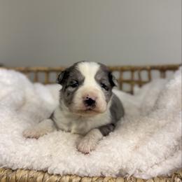 Blue Merle Female - Blue merle female Miniature Australian Shepherd puppy in Stuart, Virginia from Apple Tree Mini Aussies
