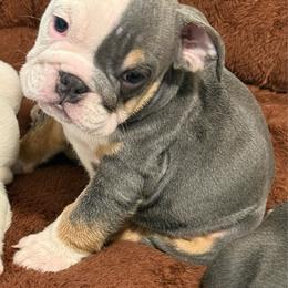 Blue - Blue tri-color male Bulldog puppy in Cumming, Georgia from Happy Place Kennels