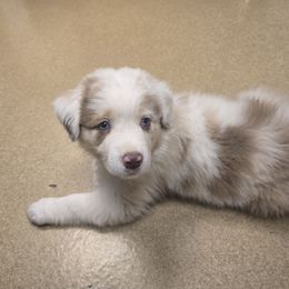 Five - Red merle female Australian Shepherd puppy in Kingman, Arizona from Long Mt Aussies