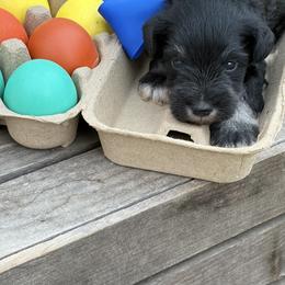 Blue boy - Black and silver male Miniature Schnauzer puppy in Garrison, Texas from RNH Schnauzers