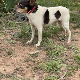 Toy Fox Terrier All Grown Up from Foxridge Farms