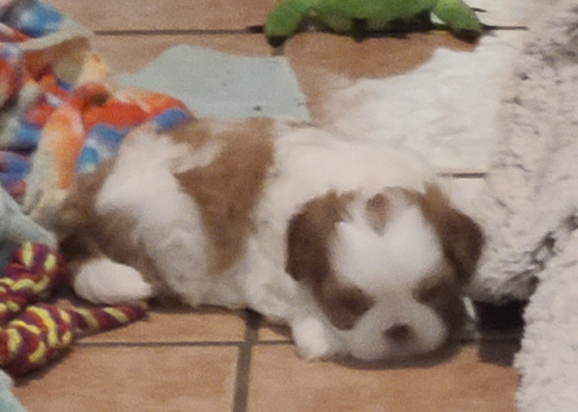 Shih Tzu Puppies from SuLynnes Shih Tzus