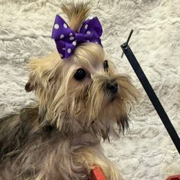 Brandy - Tan female Yorkshire Terrier puppy in Parma Heights, Ohio from Yorkie Darlings ANGELHEARTS YORKIES
