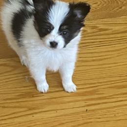 Puppy puppy 3 - White black and tan male Papillon puppy in Derry, New Hampshire from A Circle Of Love Papillons