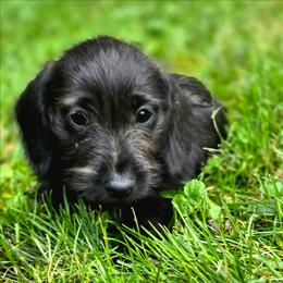 Mars - Black male Dachshund puppy in Lebanon, Ohio from Golden Acres Dachshunds