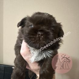 Shih Tzu Puppies from Shurbeez Shih Tzu