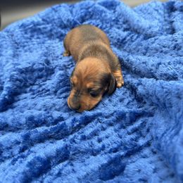 Boy 1 - Red male Dachshund puppy in Spanaway, Washington from 11 Oaks Kennels