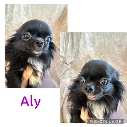 Aly - Black female Chihuahua puppy in El Sobrante, California from Dolce Coco Chihuahuas