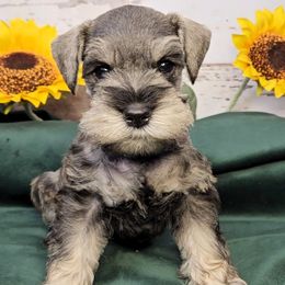 Clover - Salt and pepper male Miniature Schnauzer puppy in Coarsegold, California from Halo Schnauzer