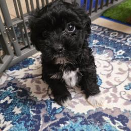 Bisket - Black and white male Cavapoo puppy in Arkansas from Brew House