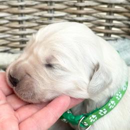 Matcha - Light golden male Golden Retriever puppy in Watkins, Colorado from Brightside Goldens