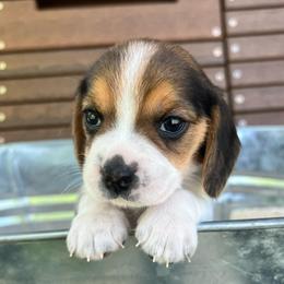 Girl 2 - Black white and tan female Beagle puppy in Harrison, Arkansas from Leslie Beagles of Leslie Farm