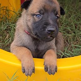 Croft's Pink - Mahogany female Belgian Malinois puppy in Berry, Alabama from North River k9