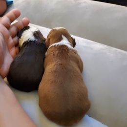 Boston Terrier Puppies from The Christian Bostons