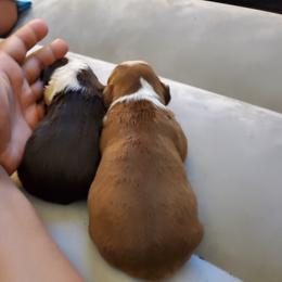 Boston Terrier Puppies from The Christian Bostons