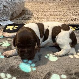 Boy 5 - Liver roan male German Shorthaired Pointer puppy in Troy, North Carolina from Uwharrie GSP