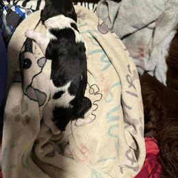 Liberty - White and black female Newfoundland puppy in Shepherd, Montana from Rising Hope Kennels