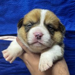 France (Light Pink Collar) - Health Tested Parents - Red female Pembroke Welsh Corgi puppy in Los Angeles, California from Limitless Huskies