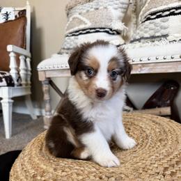 PEACHES - Red merle female Australian Shepherd puppy in Pendleton, Oregon from High West Aussies