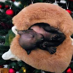Kofi (black) - Slate male Xoloitzcuintli puppy in Atwater, California from Cen Cal Xoloitzcuintle