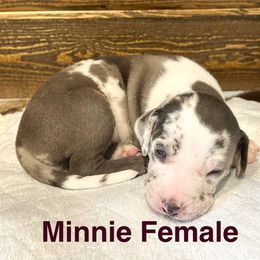 Minnie - White merle female Catahoula Leopard Dog puppy in Slaton, Texas from M5 Catahoulas