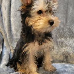 Red collar boy - Black and tan male Yorkshire Terrier puppy in Jacksonville, Florida from Yorkieology