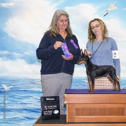 Tux - Black and tan male Manchester Terrier puppy in East Oakdale, California from Tango Kennels