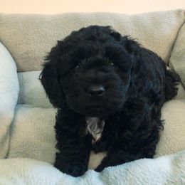 Cockapoo Puppies from Oodles of Doodles and Love