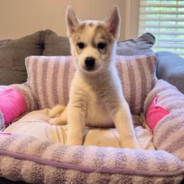 Nova - Gray and white male Siberian Husky puppy in Pleasantdale, West Virginia from WJKennels