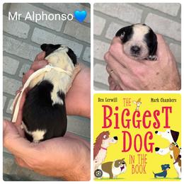 Mr Alphonso - Black and white male English Springer Spaniel puppy in Freeland, Michigan from McNally's Springer Spaniels