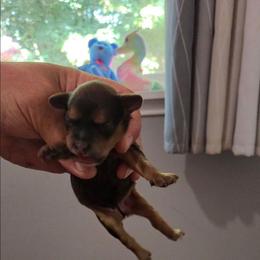 Asher - Black & tan tri-color female Maltipoo puppy in Everett, Washington from Meadows Ranch