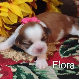 Girl 2 - female Shih Tzu puppy in Ruffs Dale, Pennsylvania from RAM Shih Tzus Rolling Hills of PA