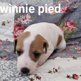 Winnie pied boy - White and red fawn male Italian Greyhound puppy in Phillips, Maine from Maplewood Italian Greyhounds